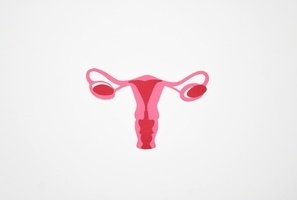 uterus