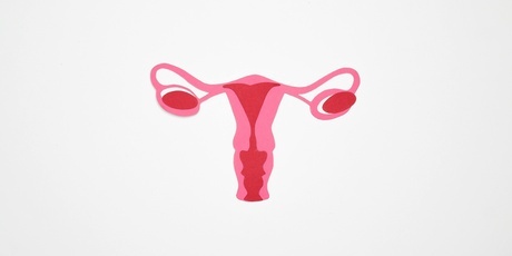 uterus